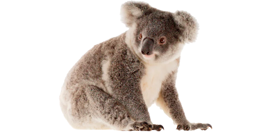 Creatures of Australia in Sydney